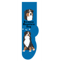 Bernese Mountain Dog