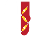 Corn on the Cob