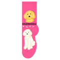Goldendoodle