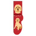Labradoodle